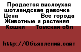 Продается вислоухая шотландская девочка › Цена ­ 8 500 - Все города Животные и растения » Кошки   . Томская обл.